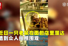 “面包新語”店內(nèi)老鼠在面包上來回走 不是第一次了!