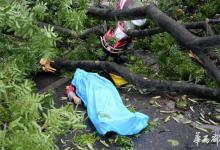 媽媽被狂風吹斷的大樹砸中離世 兒子捐出母親眼角膜