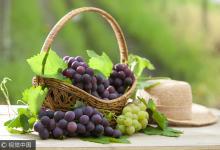 葡萄無籽是蘸了避孕藥嗎