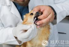 高溫天寵物易“情緒中暑”咬人,上海7月以來犬傷門診量上升