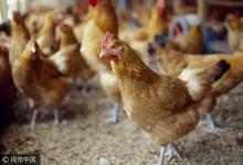 H7N9今年報告27例 死亡6例