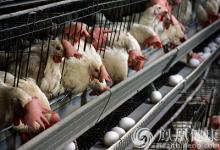 四川攀枝花仁和區(qū)確診1例人感染H7N9病例