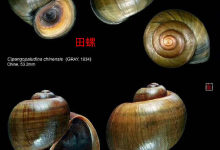 成都寬窄巷買田螺變福壽螺? 食藥監局介入調查