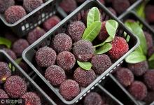 吃楊梅不吐核！ 男子囫圇吞楊梅核患腸梗阻