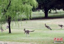 澳洲向全世界吃貨發出邀請!袋鼠成災,好吃管夠