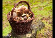 母女倆吃野蘑菇中毒送醫 專家:誤食毒蘑菇或致死