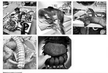 “年夜飯曬穿山甲、熊掌”發(fā)布者被拘