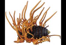 最新研究:冬蟲夏草不能合成抗癌藥物噴司他丁