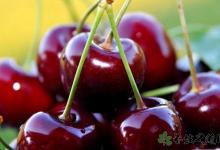 5天吃掉6斤車厘子 吃車厘子有什么好處