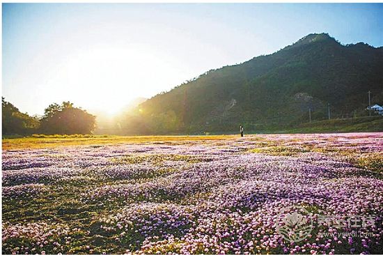 中藥文化開啟一段岐黃養生—“百草臨岐”之旅 中藥文化開啟一段岐黃養生—“百草臨岐”之旅