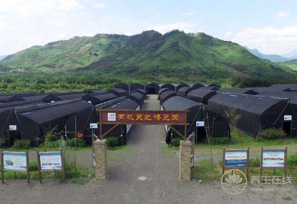 七夕情人節 來一場與靈芝之戀的千年之約