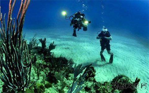 潛水員被鯨魚吞入 潛水安全注意事項