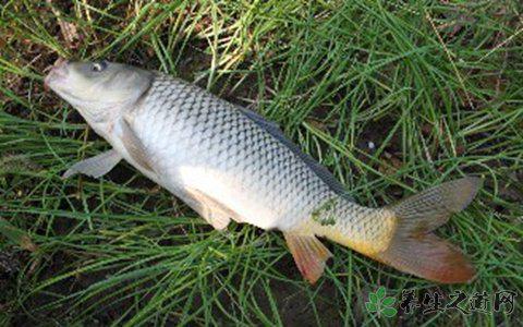 吃聰明藥等于吸毒 補腦吃什么食物