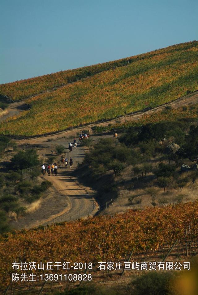 葡萄酒怎么醒酒？手把手教你醒酒—布拉沃山丘干紅葡萄酒-2018