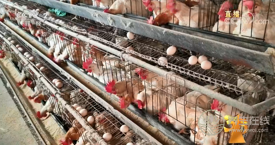 土雞蛋行業(yè)混亂 神丹、蓮田被曝光-易網(wǎng)健康養(yǎng)生網(wǎng) 土雞蛋行業(yè)混亂 神丹、蓮田被曝光