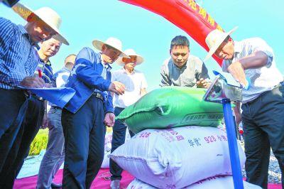 1046.3公斤!袁隆平第三代雜交水稻測產(chǎn)