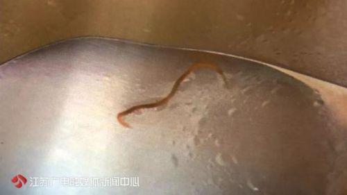 南京大美母嬰月子會所遭投訴：餛飩藏蟲蛹 湯里漂蜈蚣