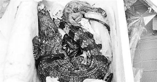 網購保健品被嚇傻 快遞盒里躺著鱷魚和蜥蜴-易網健康<a href=http://www.xllyou.com/jkys/ target=_blank class=infotextkey>養生</a>網 網購保健品被嚇傻 快遞盒里躺著鱷魚和蜥蜴