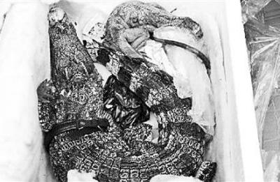 網(wǎng)購(gòu)保健品被嚇傻 快遞盒里躺著鱷魚和蜥蜴