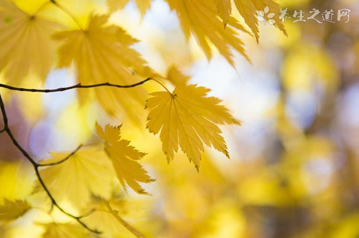 摩天輪變大風車 遭遇臺風怎么辦