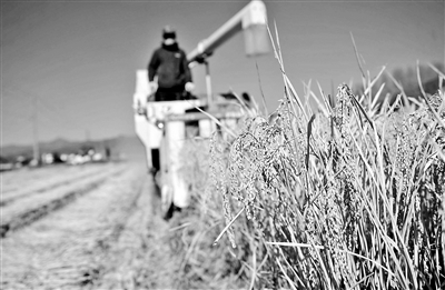 糧食產量有望連續六年1.3萬億斤以上