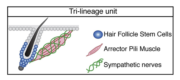 禿頭有救啦!一身雞皮疙瘩竟與生發(fā)有關(guān),禿頭青年必看-易網(wǎng)健康養(yǎng)生網(wǎng) 禿頭有救啦!一身雞皮疙瘩竟與生發(fā)有關(guān),禿頭青年必看