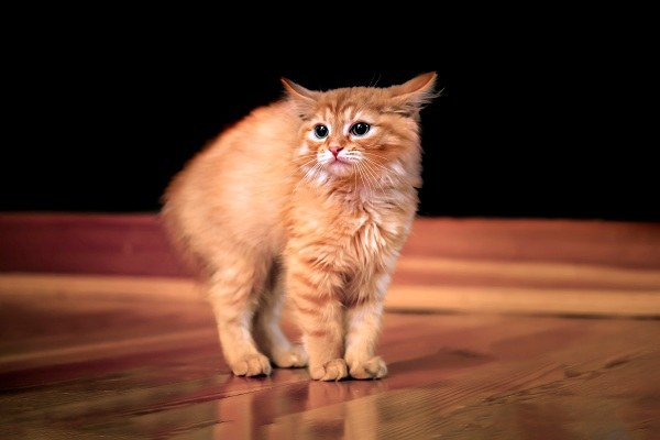 禿頭有救啦!一身雞皮疙瘩竟與生發(fā)有關(guān),禿頭青年必看-易網(wǎng)<a href=http://www.xllyou.com/ target=_blank class=infotextkey>健康養(yǎng)生</a>網(wǎng) 禿頭有救啦!一身雞皮疙瘩竟與生發(fā)有關(guān),禿頭青年必看