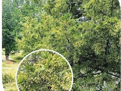 “阿嚏！”立秋過后，花粉過敏怎么辦？（健康直通車（第99站））