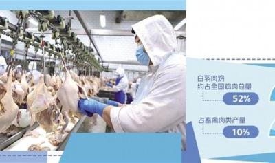 白羽肉雞新品種產業化提速