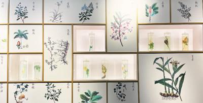 東南亞僑胞與中醫藥的不解之緣（僑界關注）