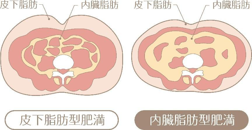 一胖毀所有?不,被你嫌棄多年的脂肪,其實(shí)好處不少-易網(wǎng)健康養(yǎng)生網(wǎng) 一胖毀所有?不,被你嫌棄多年的脂肪,其實(shí)好處不少