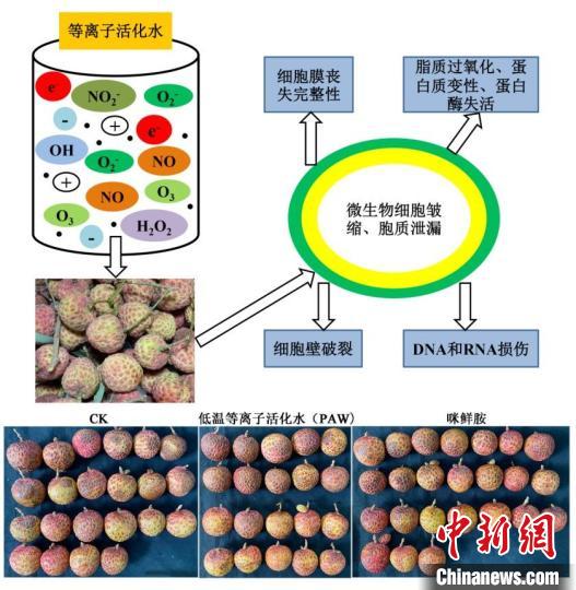 廣東以科技力量多措并舉力爭延長荔枝保鮮期-易網健康<a href=http://www.xllyou.com/jkys/ target=_blank class=infotextkey>養生</a>網 廣東以科技力量多措并舉力爭延長荔枝保鮮期