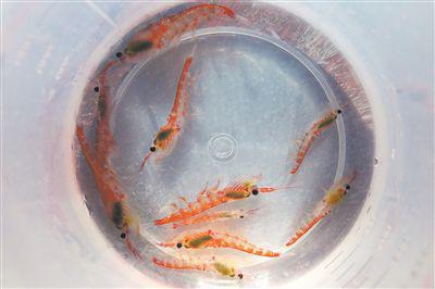 并非越“鮮”越好 南極磷蝦宜加工后食用-易網健康<a href=http://www.xllyou.com/jkys/ target=_blank class=infotextkey>養生</a>網 并非越“鮮”越好 南極磷蝦宜加工后食用