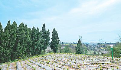 天冬種出“甜日子”-易網健康<a href=http://www.xllyou.com/jkys/ target=_blank class=infotextkey>養生</a>網 天冬種出“甜日子”