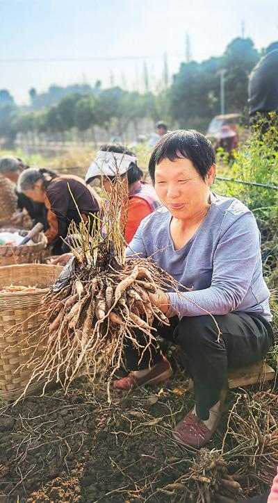 天冬種出“甜日子”-易網<a href=http://www.xllyou.com/ target=_blank class=infotextkey>健康養生</a>網 天冬種出“甜日子”