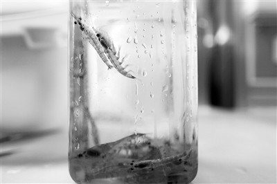 “網(wǎng)紅”南極磷蝦油并非適合所有人-易網(wǎng)健康<a href=http://www.xllyou.com/jkys/ target=_blank class=infotextkey>養(yǎng)生</a>網(wǎng) “網(wǎng)紅”南極磷蝦油并非適合所有人