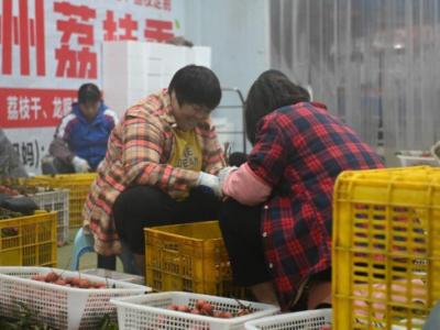 從“一日色變”到“四季常鮮”,解碼荔枝的現代保鮮秘訣