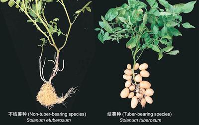 揭開馬鈴薯身世之謎（科技瞭望）