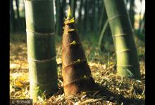 吃一頓它,可刮三天油!減肥、降血脂就靠它