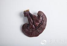 孫思邈為何能成為中國最長壽的藥王?告訴你他的長壽秘籍!