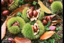 每天吃幾顆“秋果之王”，腰好腿好防治關(guān)節(jié)炎