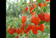 吃枸杞副作用:吃枸杞不僅不能補血還貧血