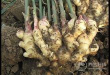 生姜怎么吃對身體最好?