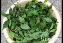 農(nóng)村這種“觀音豆腐”竟有這樣的作用