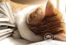 薏仁的10種吃法,祛濕、瘦身、祛痘、治痛風