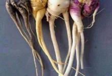 瑪卡不僅補腎養腎，還可以延年益壽