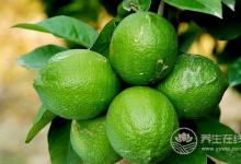 肺部垃圾堆積，吃6種食物清空垃圾