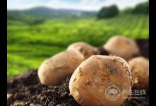 2種常見食物連皮吃,防乳腺癌效果超好