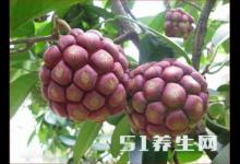 這種稀奇古怪的果子,還能減緩病毒的增長速度