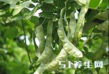 這種長在樹上的“大米”，被稱為“平民的燕窩”，不知你吃過沒？